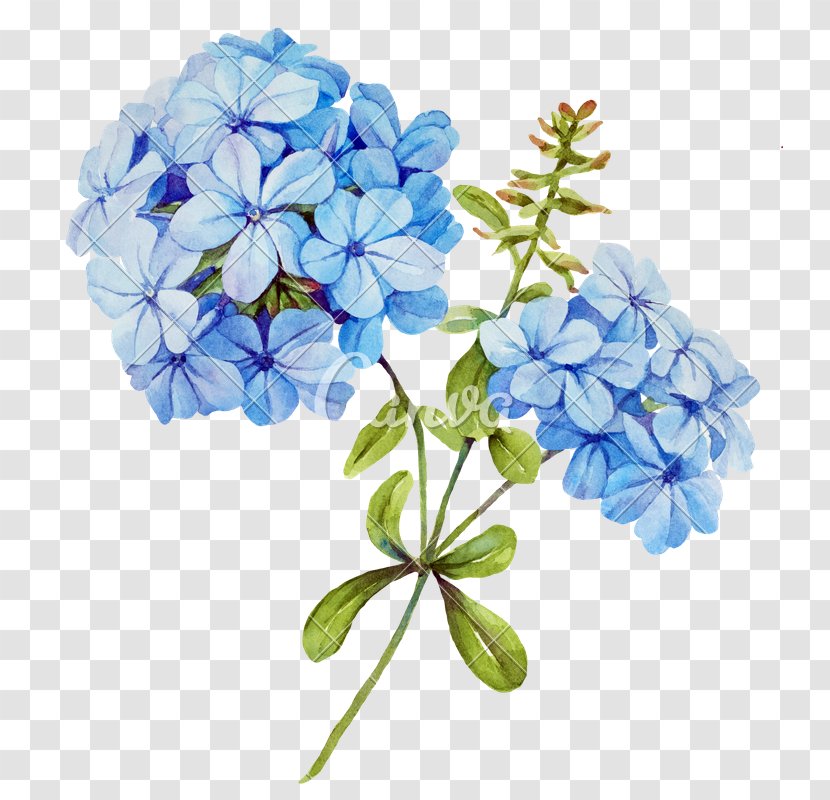 Flower Blue Jasmine Stock Photography - Cut Flowers - Watercolor White Transparent PNG