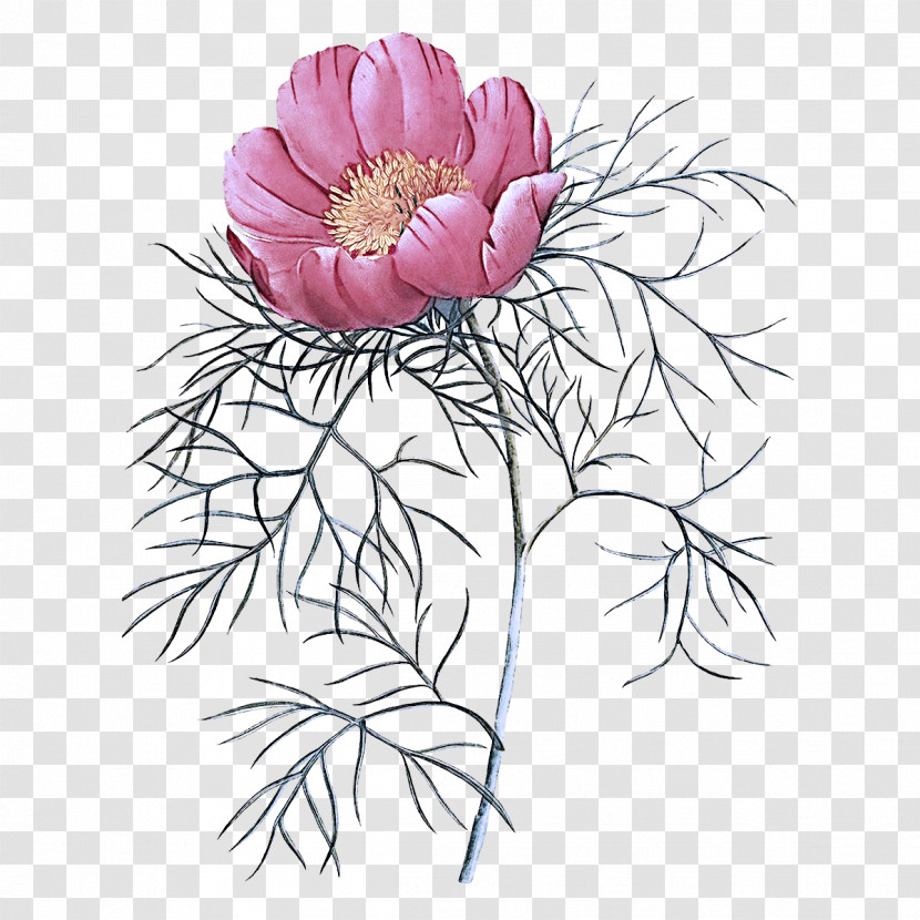 Flower Plant Petal Pink Wildflower Transparent PNG