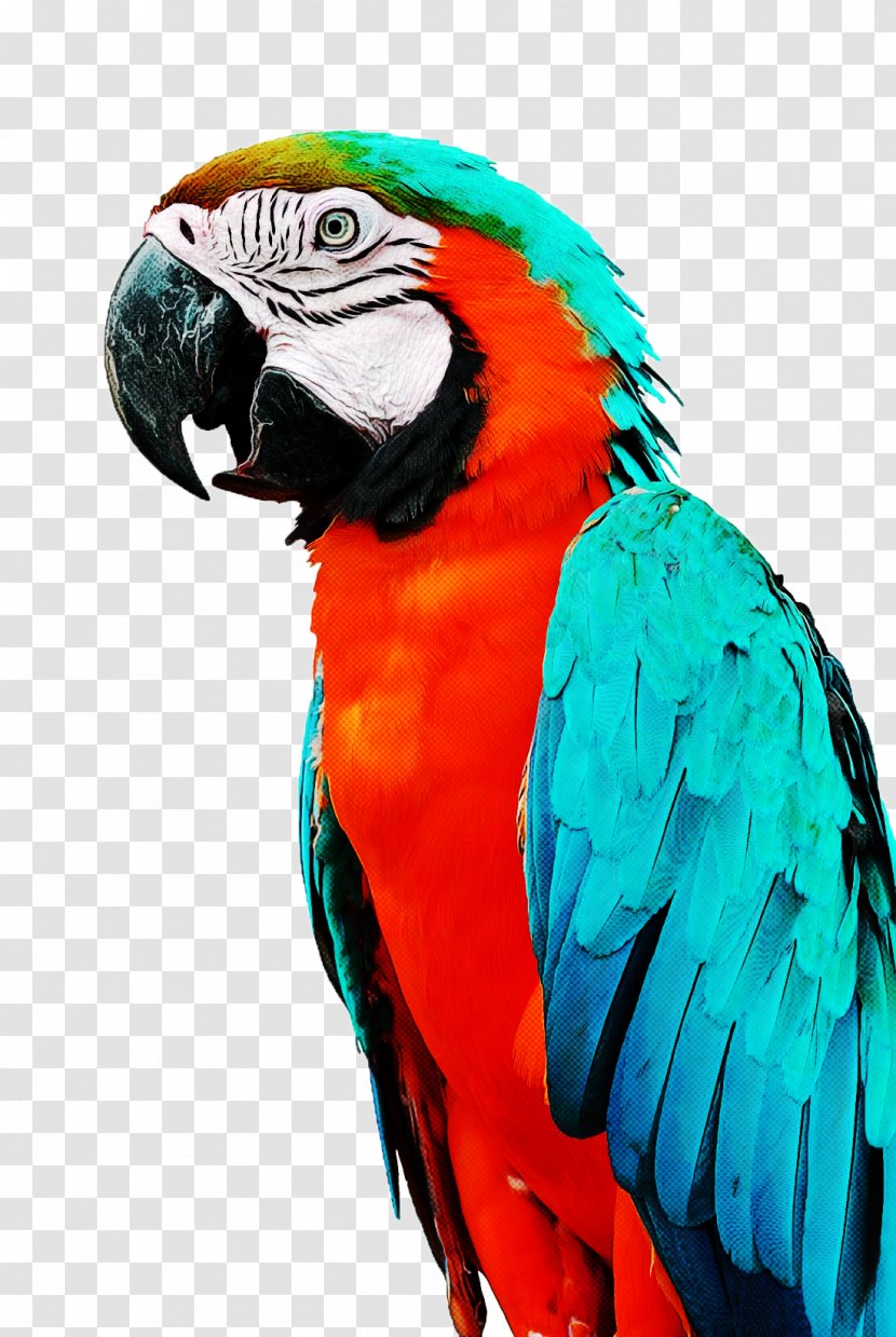 Bird Companion Parrot Turquoise Parrots - Feather Wing Transparent PNG