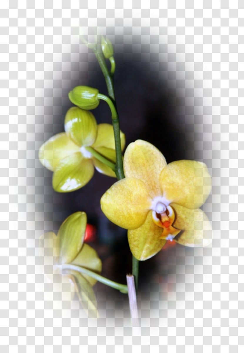 Moth Orchids Dendrobium Plant Stem - Orchidee Transparent PNG