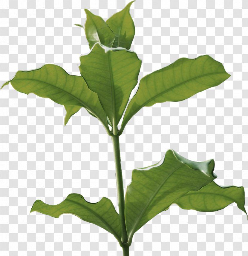Leaf Herbaceous Plant Stem Branch Tree Transparent PNG