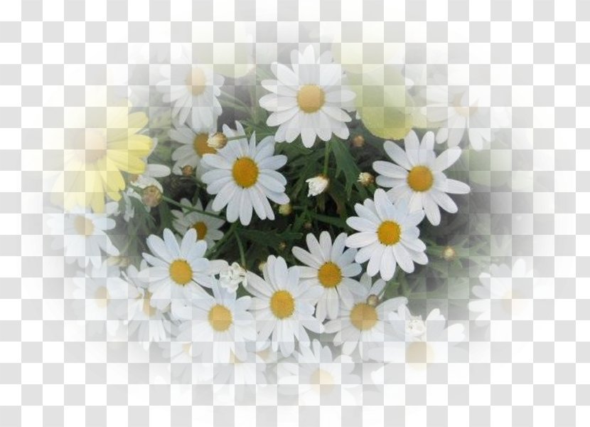 Roman Chamomile Oxeye Daisy Flower Bouquet - Floristry Transparent PNG