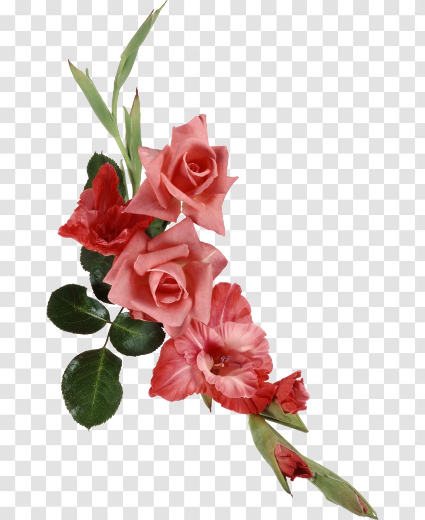 Cut Flowers Beach Rose Ipomoea Nil - Flower Transparent PNG