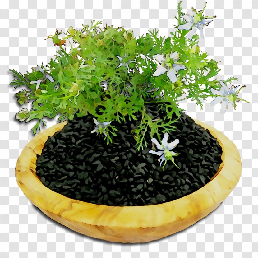 Flowerpot Herb Houseplant - Flower Transparent PNG