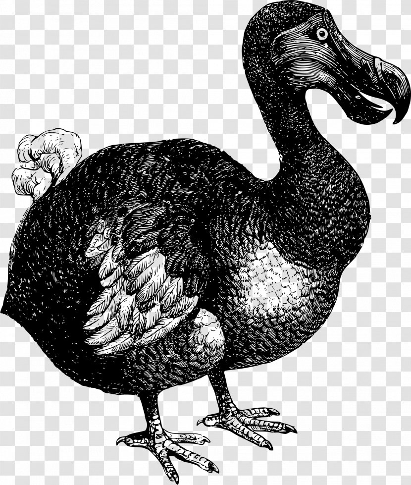 Flightless Bird Dodo Mauritius Island Extinction - Fowl - Badge Vector Transparent PNG