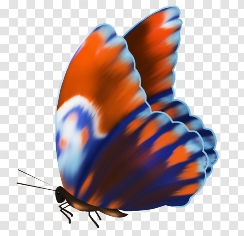 Gossamer-winged Butterflies Butterfly Brush-footed - Brush Footed Transparent PNG