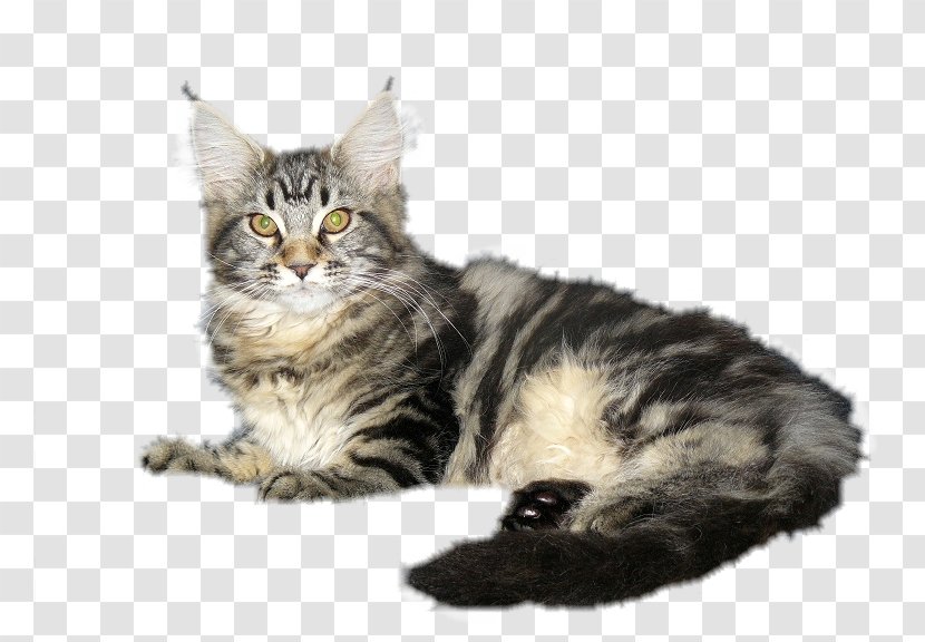 Maine Coon Siberian Cat Dragon Li Kurilian Bobtail Norwegian Forest - Asian - Fur Transparent PNG