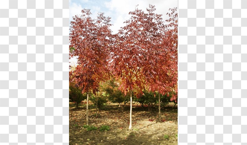 Sugar Maple Tree Shrub Deciduous Autumn Leaf Color - Shadbush - Specimens Transparent PNG
