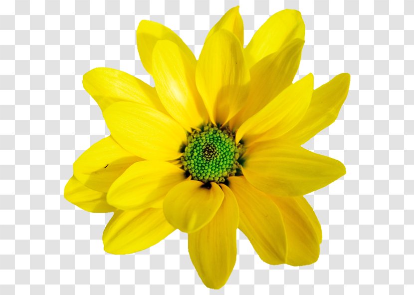 Yellow Orange Flower Clip Art - Flowers Blooming In Spring Transparent PNG