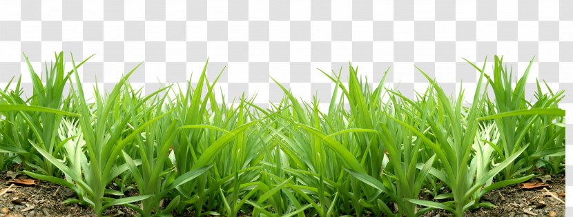 Lawn Clip Art - Plant - Grass Transparent PNG