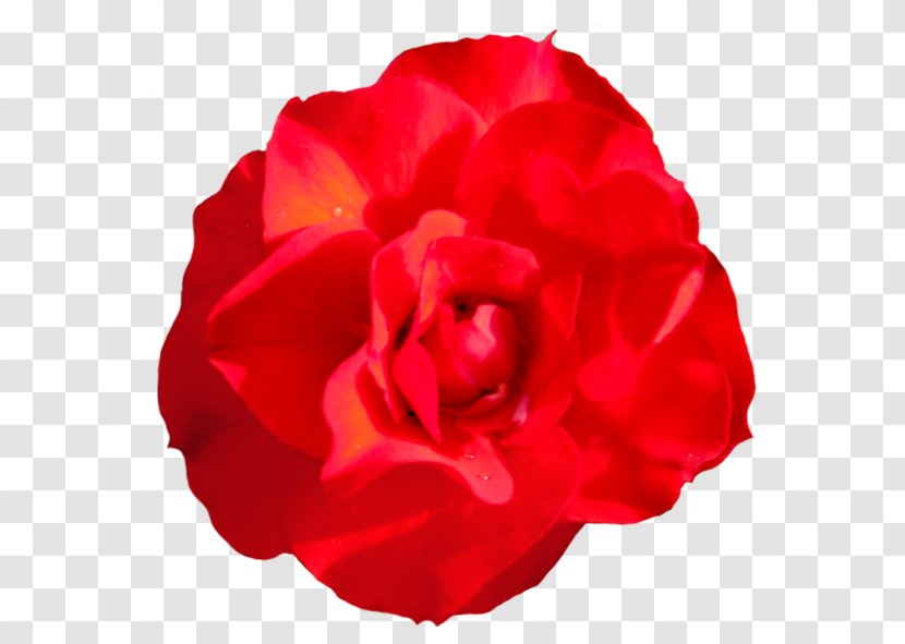 Garden Roses Centifolia Floribunda Red Clip Art - Magenta - Flower Transparent PNG