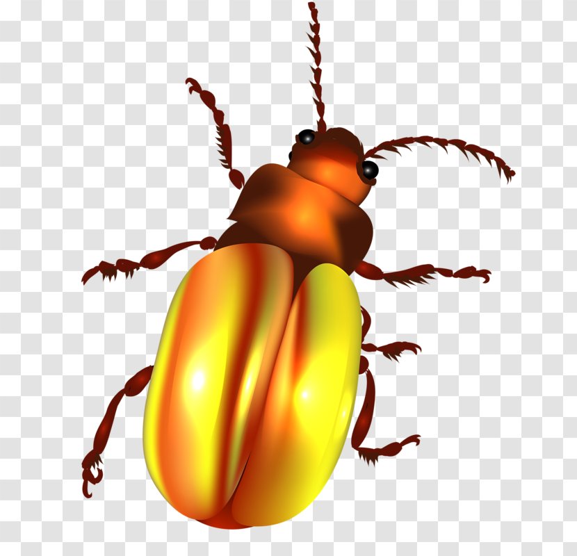 Beetle Color Illustration - Weevil - Gold Bugs Transparent PNG