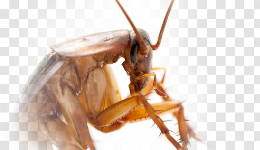 Cockroach Insect Pest Control Termite - Cercus Transparent PNG