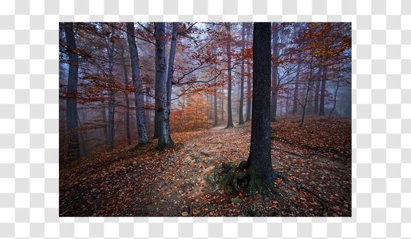 Mural Autumn Art Graphics Image - Canvas Print - Landscape Forest Transparent PNG
