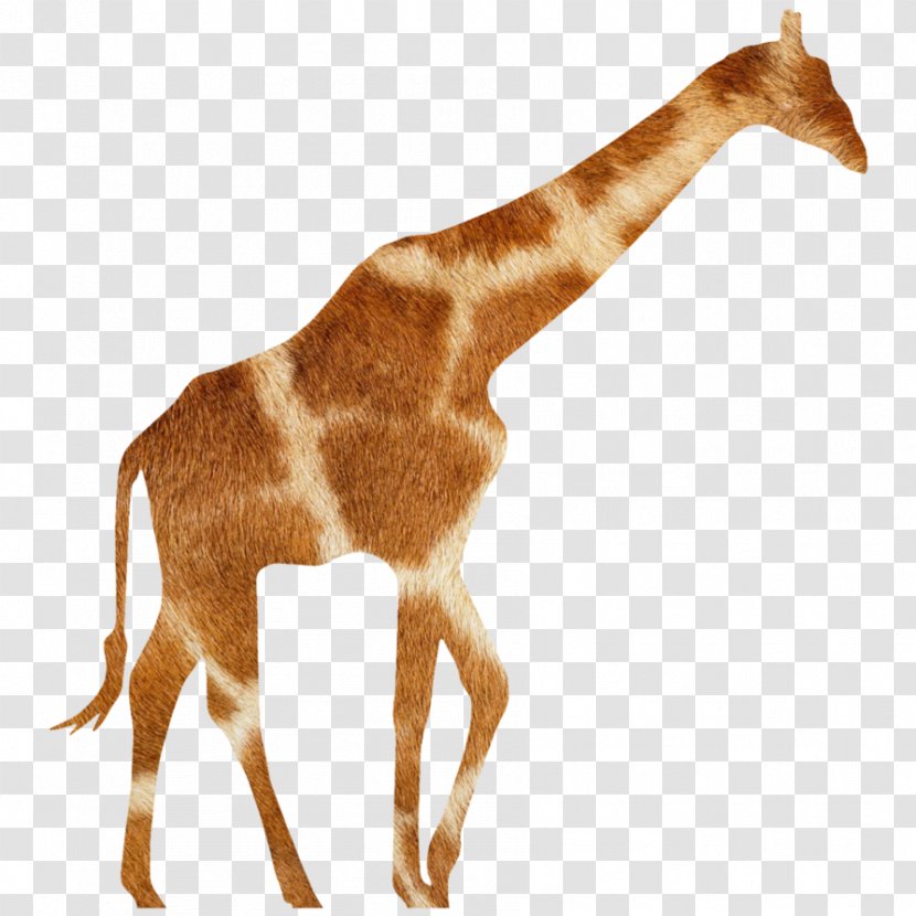 Giraffe Antelope Animal Wildlife Fauna - Neck Transparent PNG