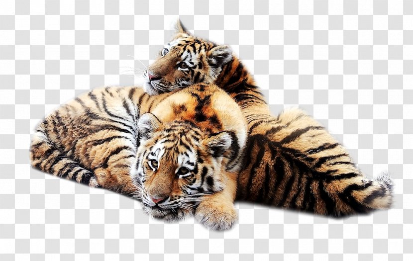 Siberian Tiger Desktop Wallpaper Big Cat Felidae - Carnivoran Transparent PNG