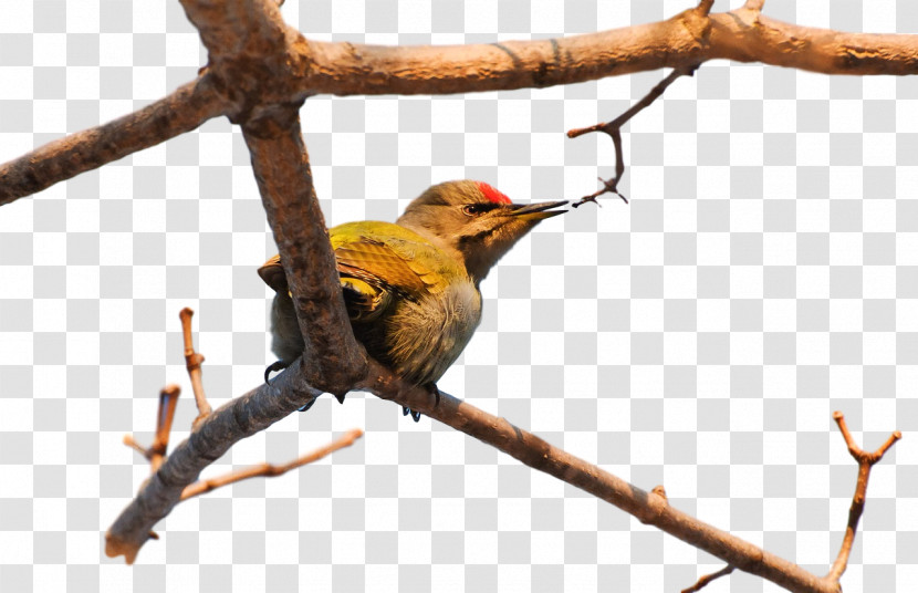 Finches Birds Beak Twig Passerine Transparent PNG