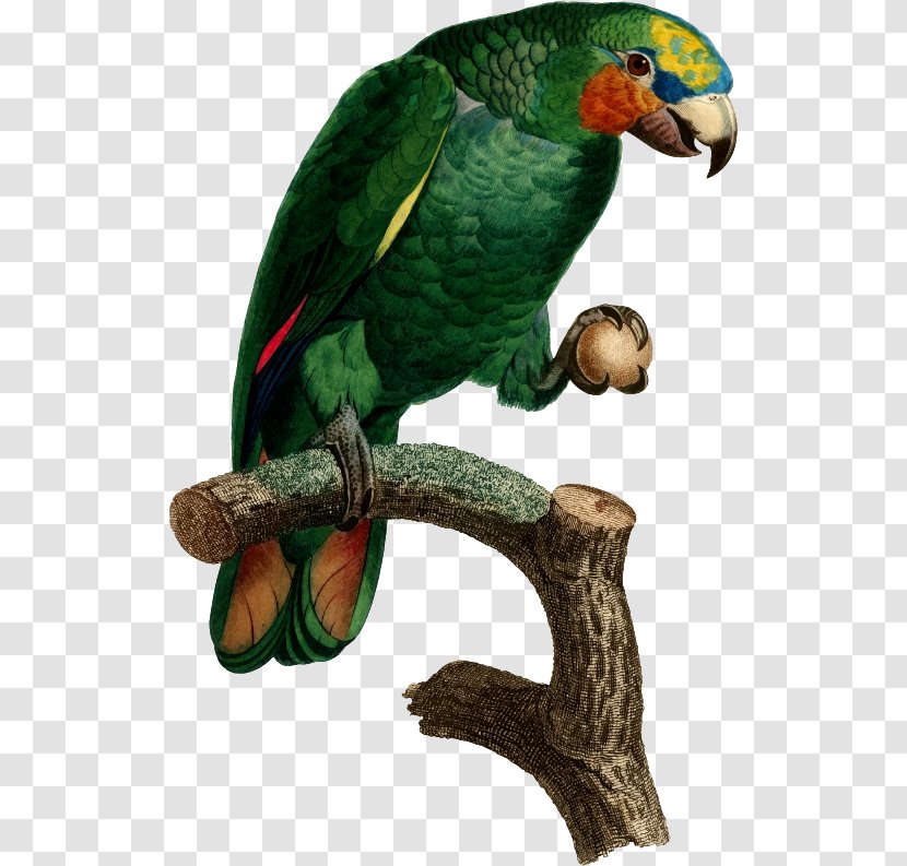 Parrot Bird Histoire Naturelle Des Perroquets Parakeet Macaw - Art Transparent PNG