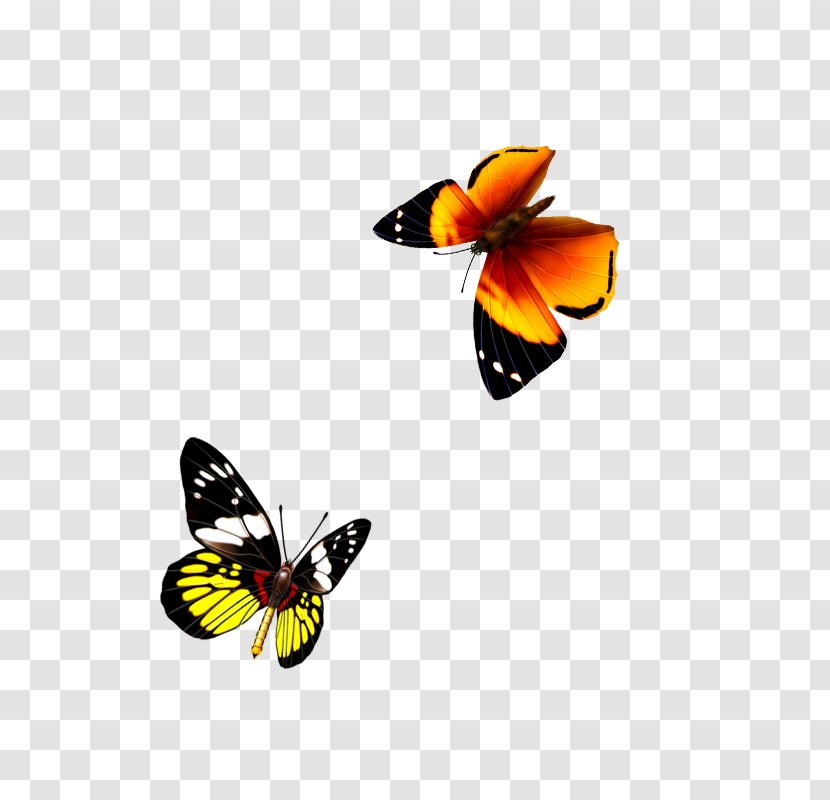 Monarch Butterfly Pieridae Transparent PNG