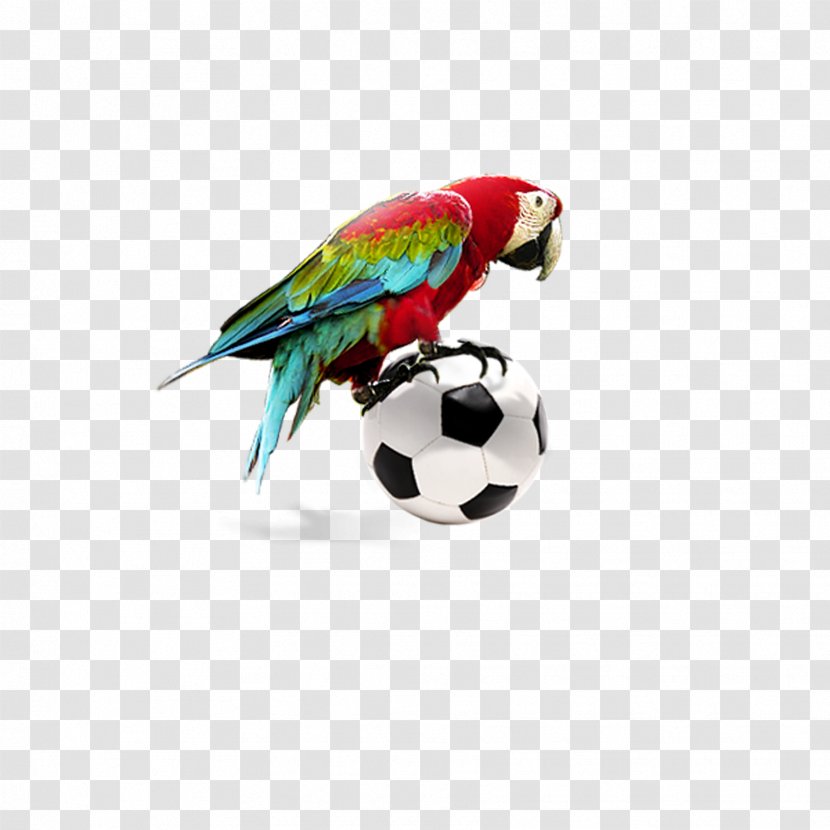 Amazon Parrot Bird Macaw - Football Decorative Transparent PNG