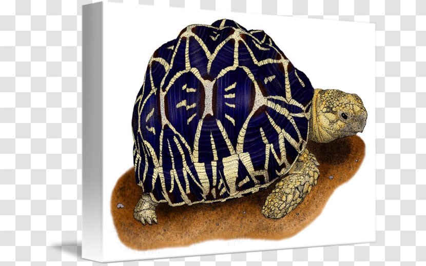 Box Turtle Indian Star Tortoise Reptile - Tortoide Transparent PNG