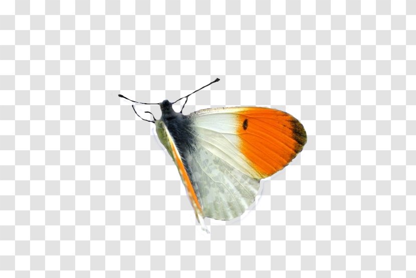 Butterfly Design - Colias Brushfooted Transparent PNG