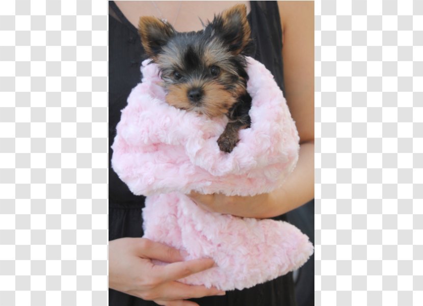 Yorkshire Terrier Morkie Puppy Biewer Lhasa Apso - Dog Like Mammal Transparent PNG