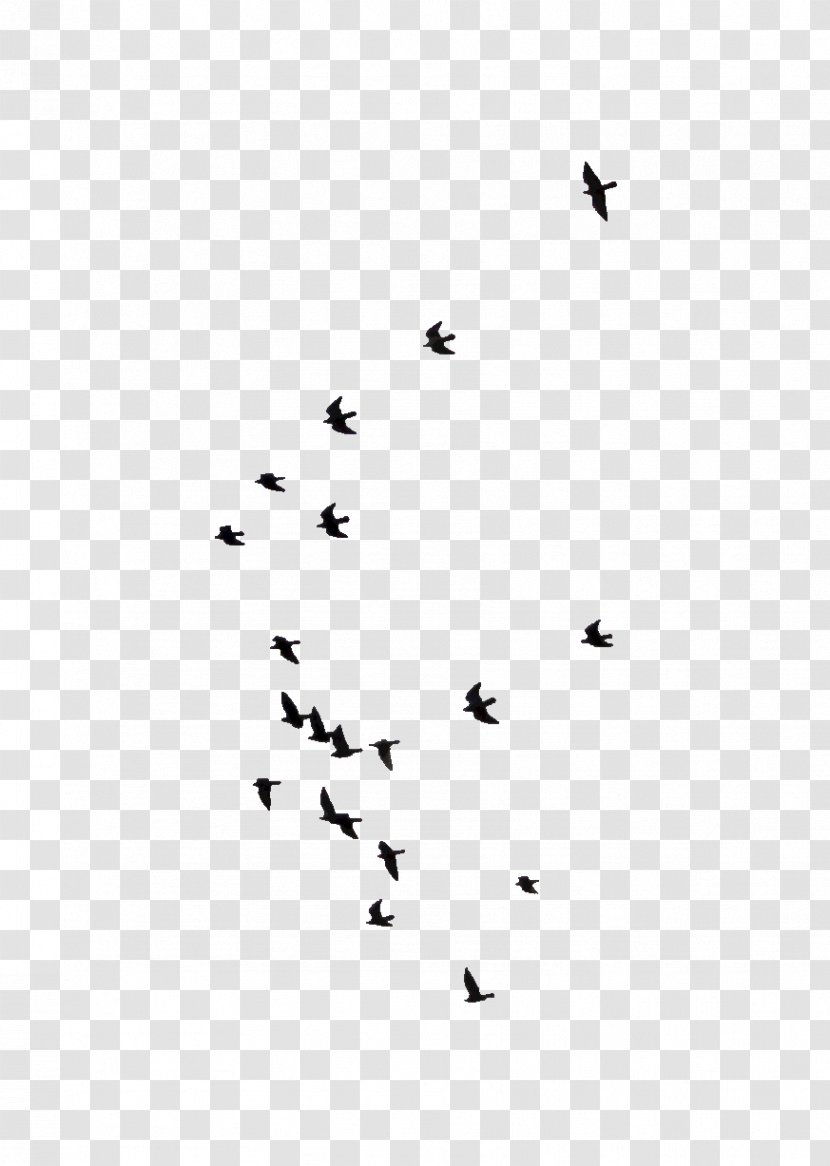 Bird Flock Flight Sky - Migration - Geese Silhouette Transparent PNG