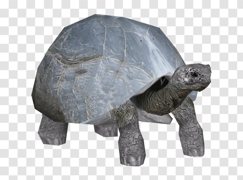 Turtle Aldabra Giant Tortoise Reptile Transparent PNG