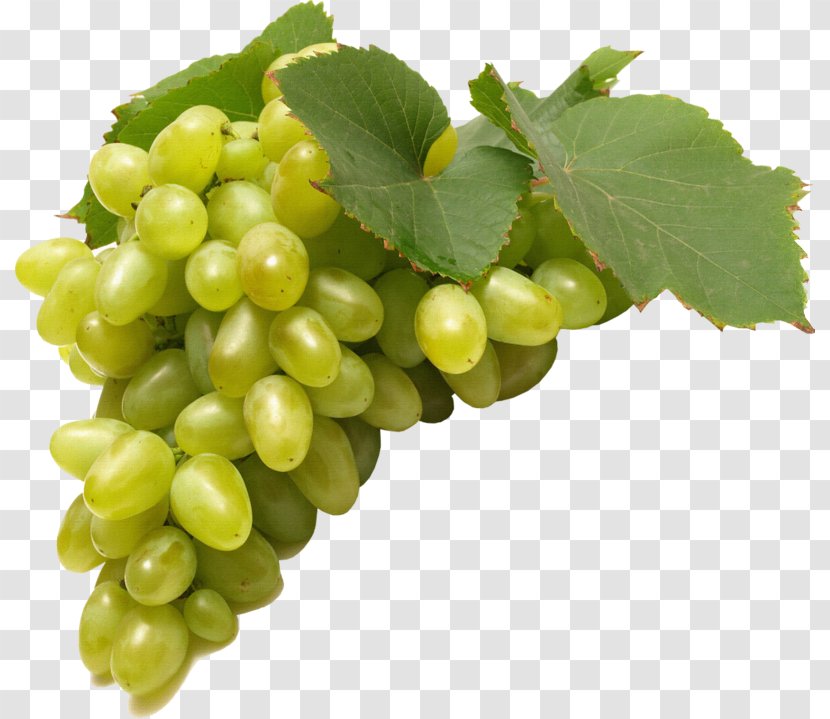 Wine Concord Grape Negroamaro - Leaves Transparent PNG