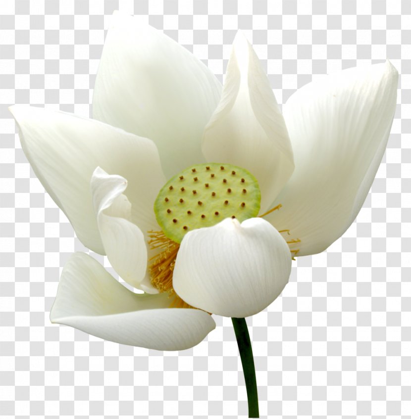 Nelumbo Nucifera Nymphaea Lotus Pygmy Water-lily White Water-Lily - Flower - Ppt Transparent PNG