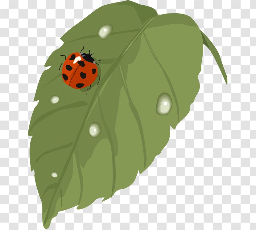 Download Clip Art - Scalable Vector Graphics - Ladybug Transparent PNG