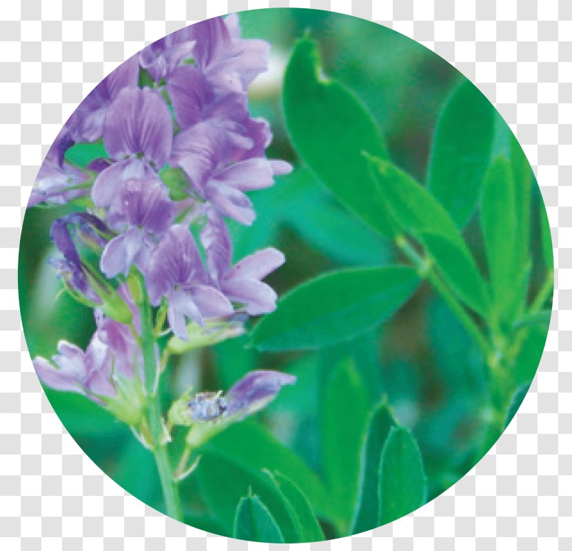 Alfalfa Leaf Seed Employee Benefits Hay - Shoot Transparent PNG