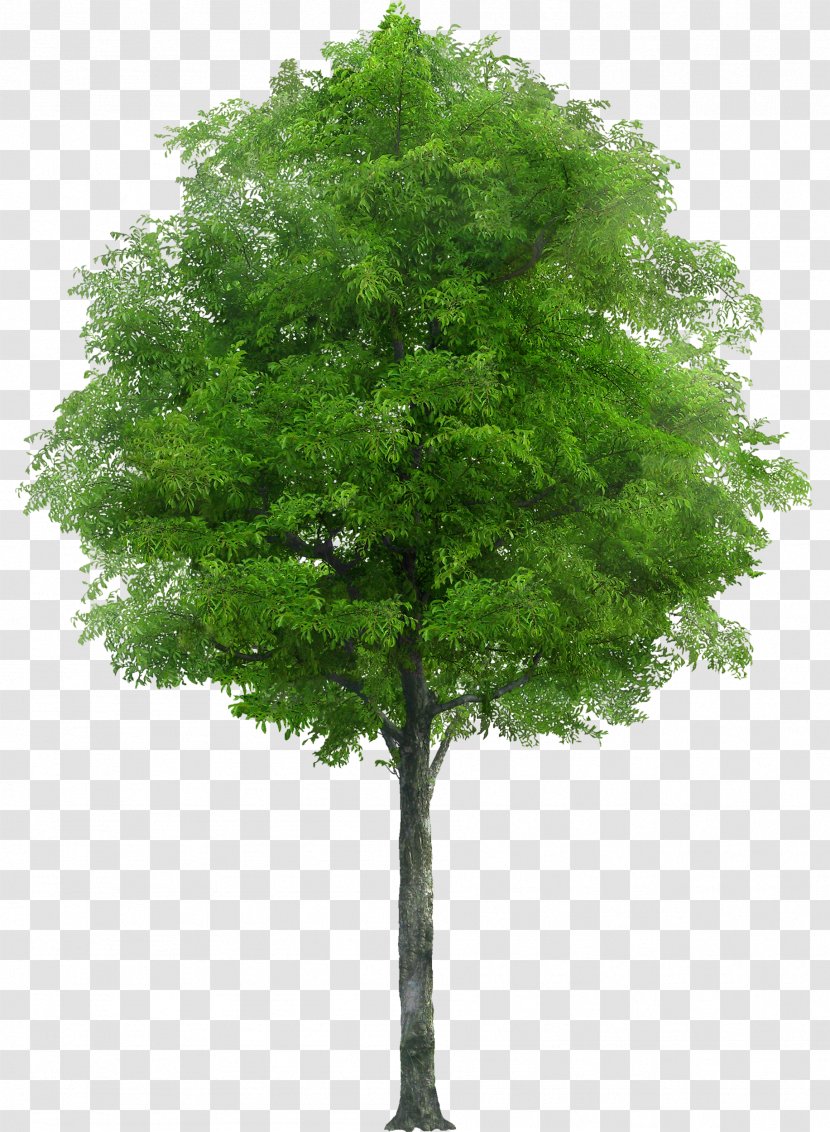 Tree Oak Stock Photography Apple - Evergreen Transparent PNG