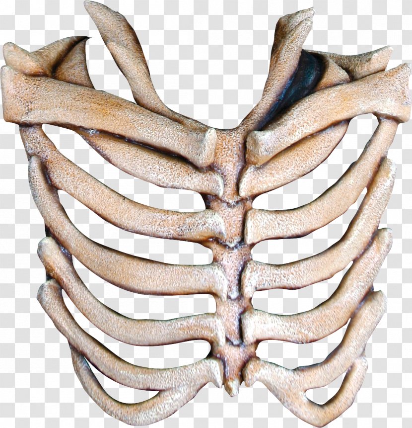 Human Skeleton Mask Bone Rib - Skull Transparent PNG
