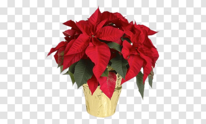 Cut Flowers Poinsettia Lowe's Plant - Evolutionary History Of Plants - Flower Transparent PNG