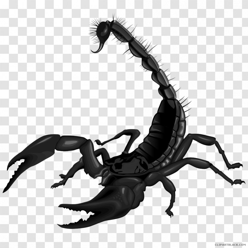 Scorpion Clip Art Image Drawing - Arthropod Transparent PNG