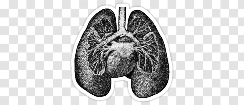Lung Anatomy Drawing Heart Science - Black And White Transparent PNG