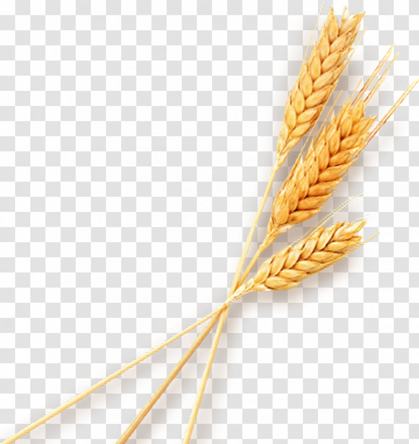 Wheat Gunny Sack - Commodity - Three Transparent PNG