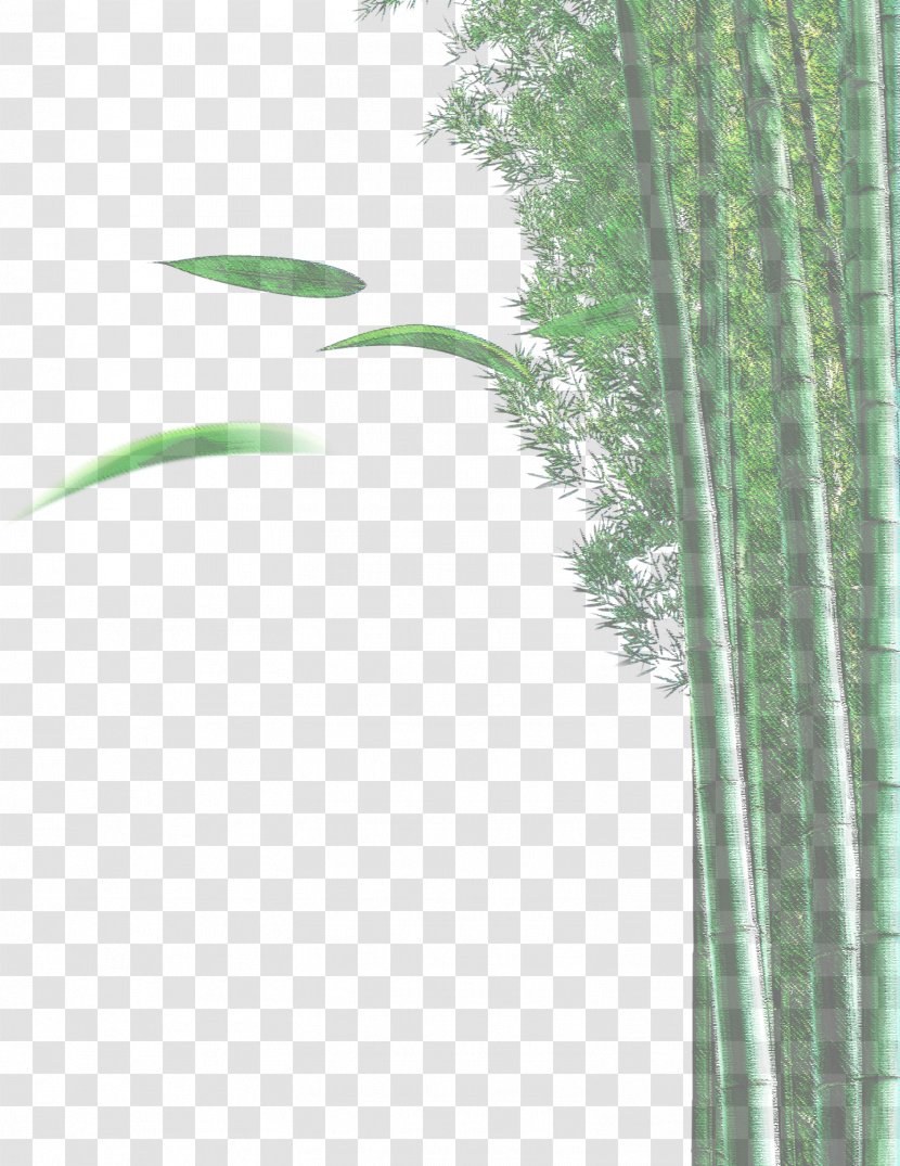 Bamboo Bamboe Euclidean Vector Plant - Plot Transparent PNG
