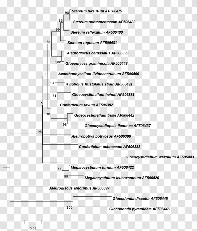 Prochlorophyta Phylogenetics Prochlorothrix Phylogenetic Tree Blue-green Bacteria Transparent PNG