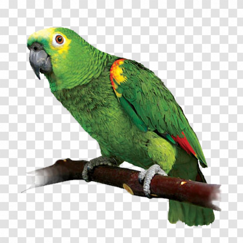 Parrot Lovebird Red-lored Amazon Red-crowned - Redlored Transparent PNG