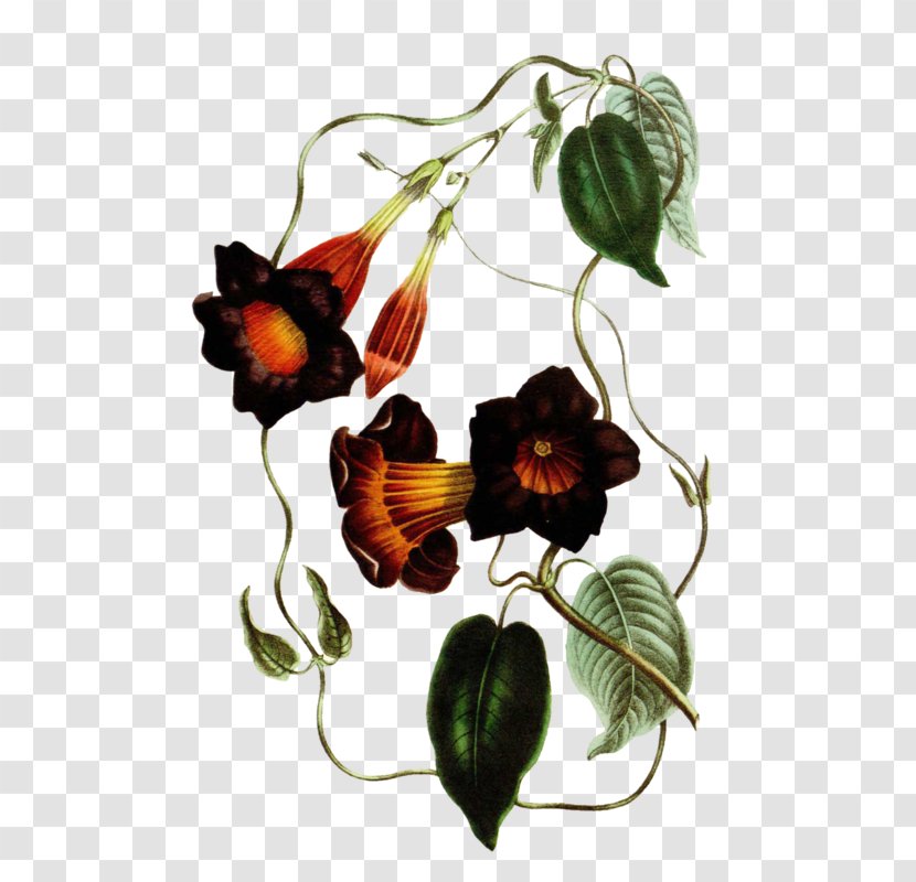 Botanical Illustration Curtis's Magazine Botany Drawing - Illustrator - Painting Transparent PNG