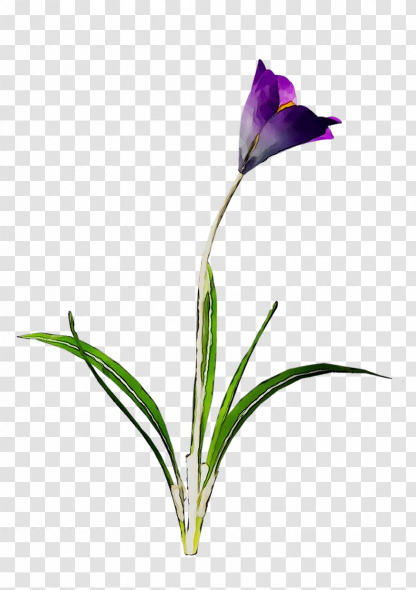 Bud Cut Flowers Plant Stem Crocus Purple - Botany Transparent PNG