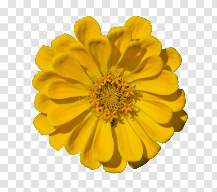 Transvaal Daisy Chrysanthemum Yellow - Flower Transparent PNG