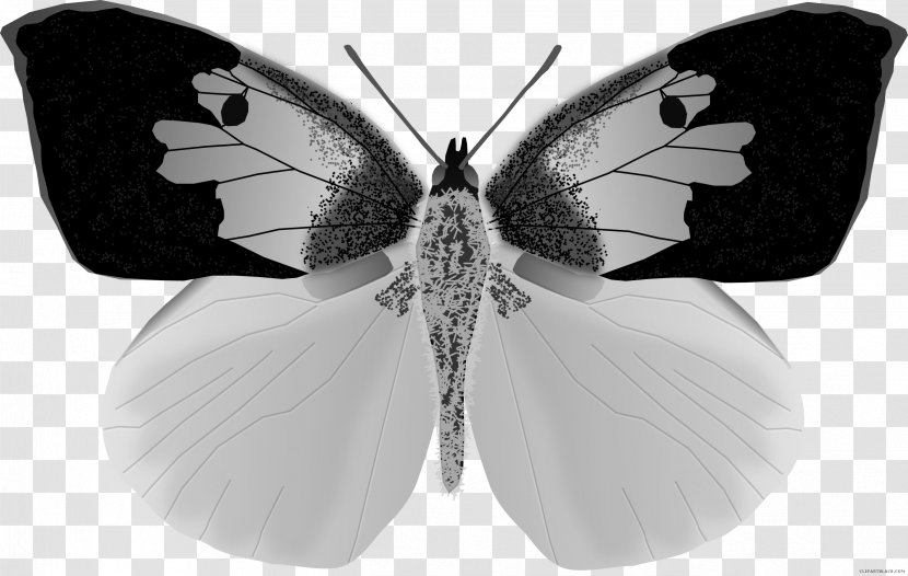 Bohart Museum Of Entomology Butterfly Zerene Eurydice Southern Dogface Transparent PNG