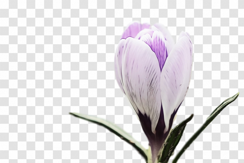Flower Plant Petal Spring Crocus Crocus Transparent PNG