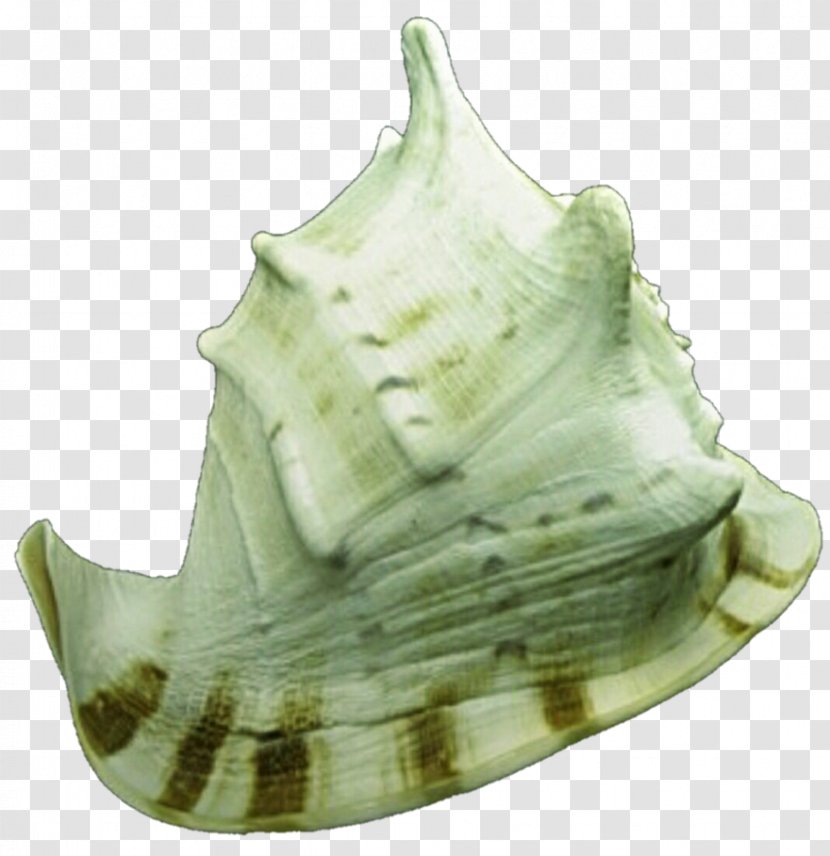 Shankha Conch - Green Shells Transparent PNG
