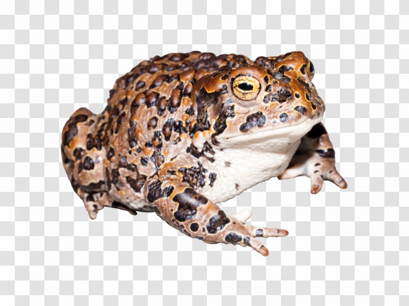 Yosemite National Park American Bullfrog Amphibians Toad - Terrestrial Animal - Frog Transparent PNG