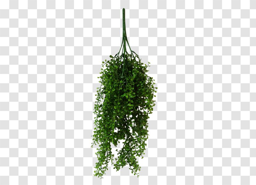 Vine Leaf Syngonium Podophyllum Plant Tree Transparent PNG
